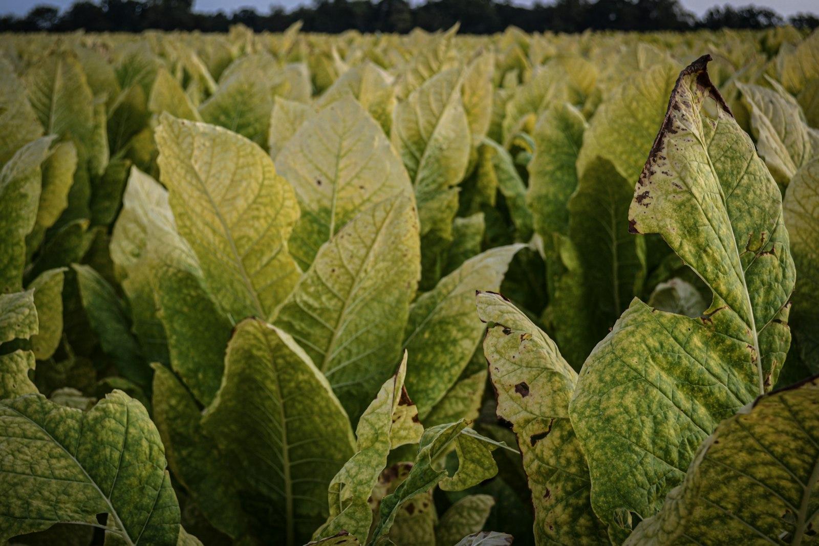 Tobacco growing in a field